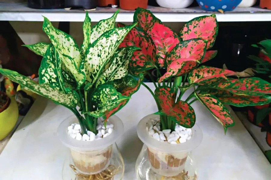 cây khai trương đà nẵng