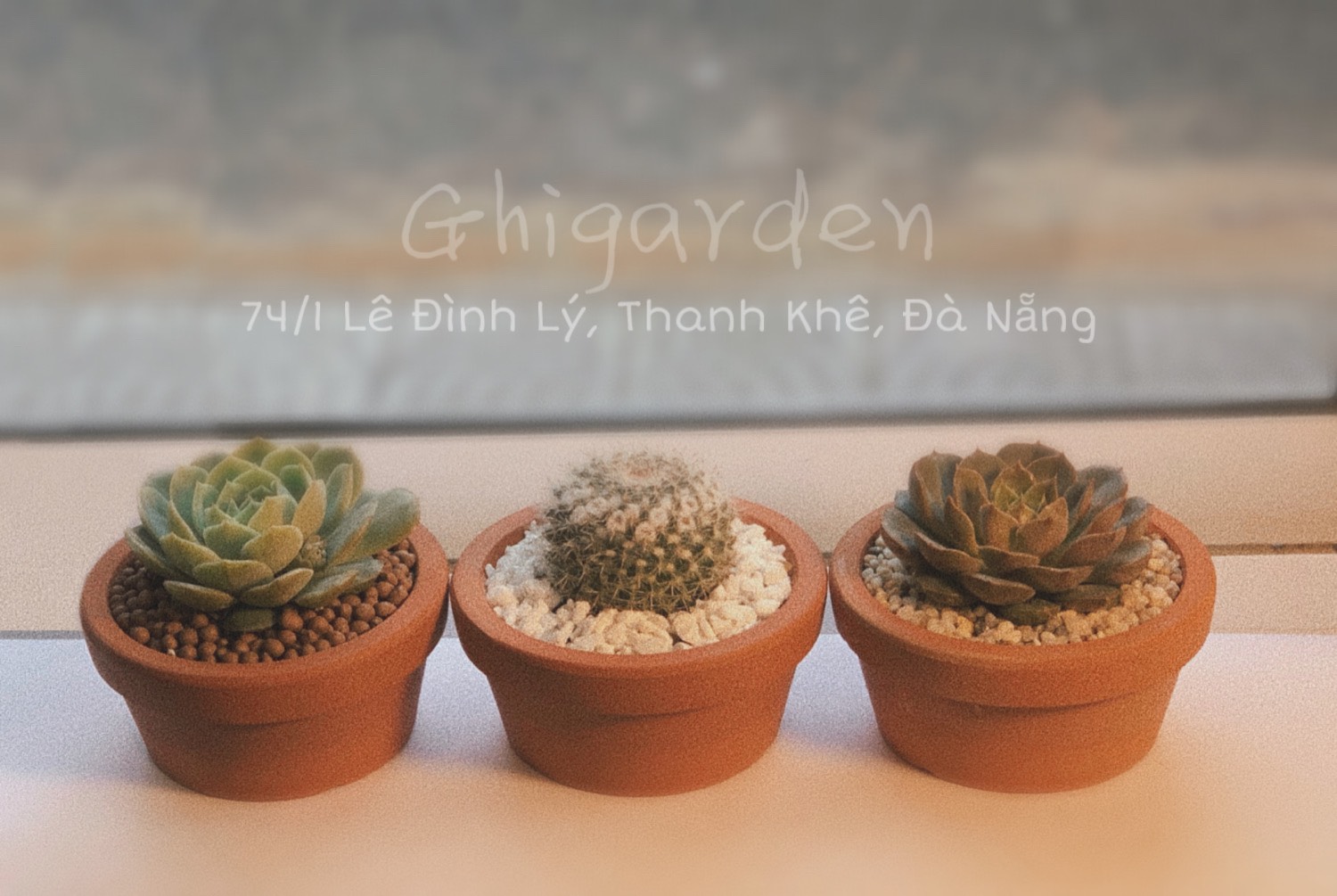 cây cảnh đà nẵng
