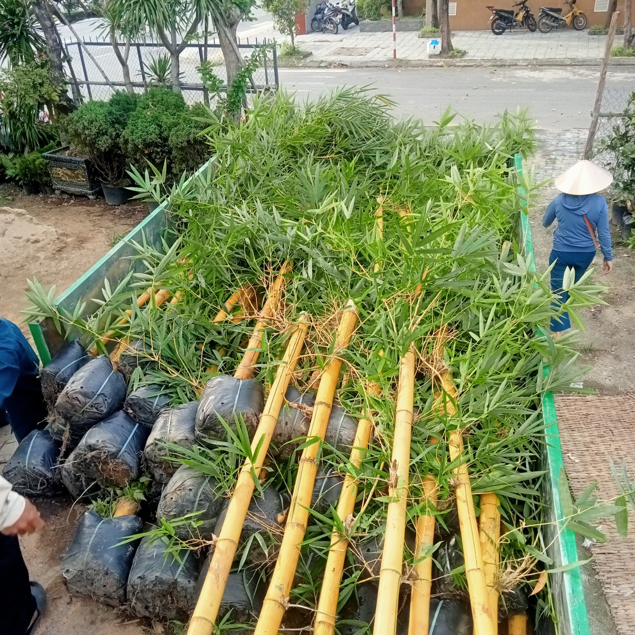 mua cây tre vàng sọc đà nẵng