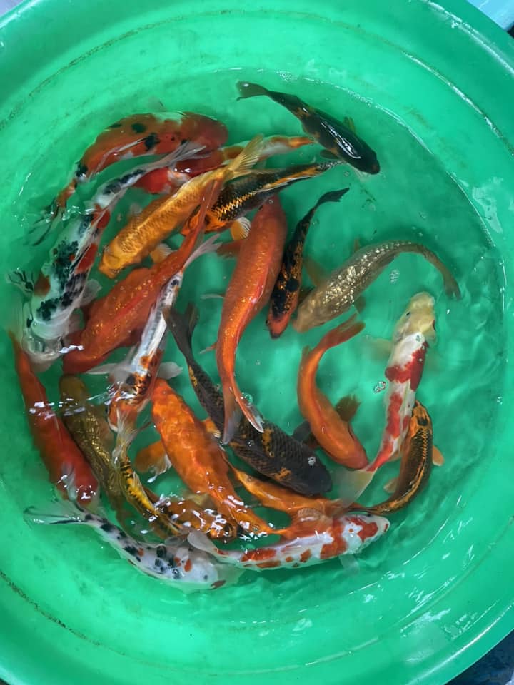 cá koi đà nẵng