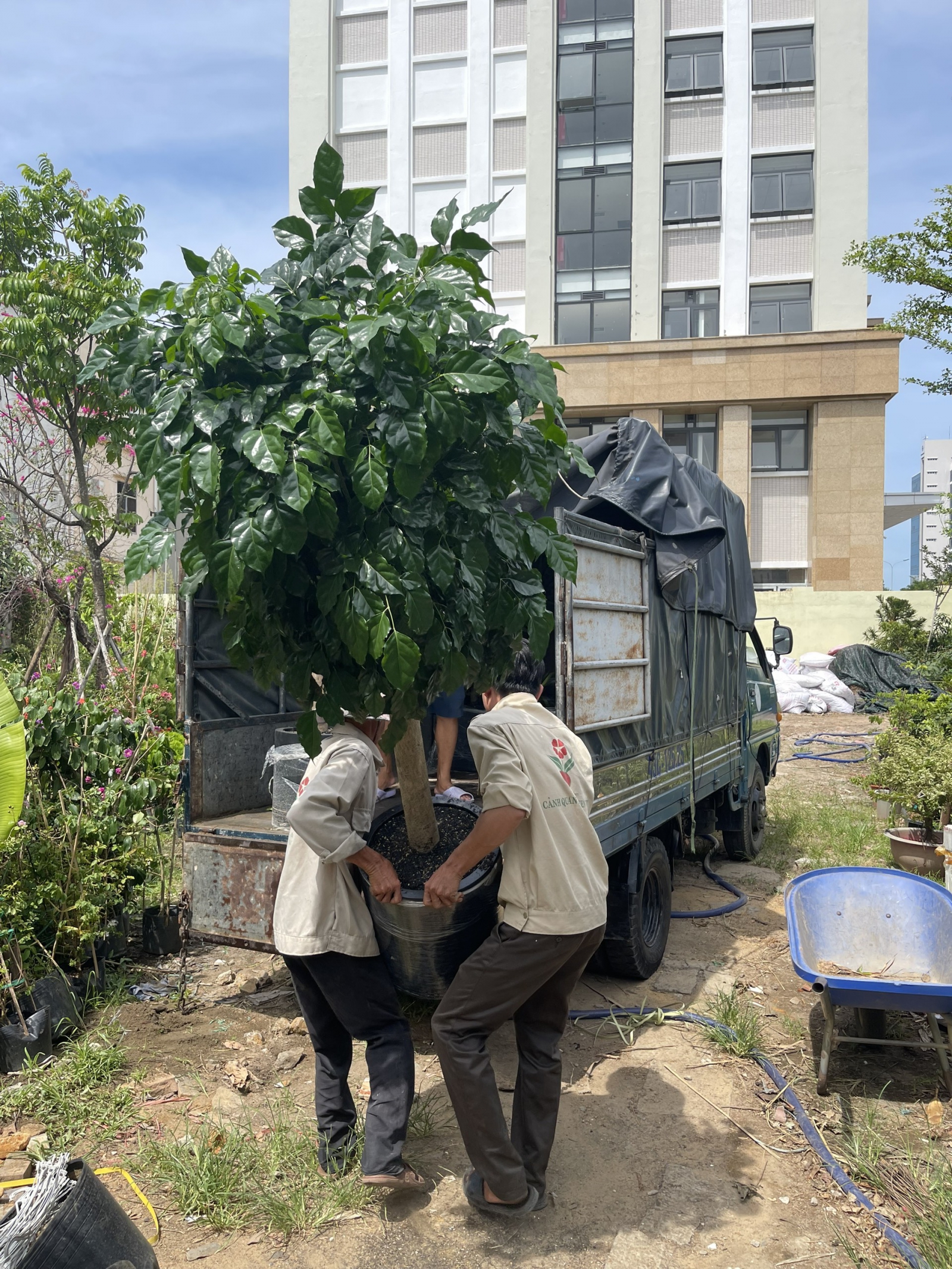 Cây quà tặng khai trương 01