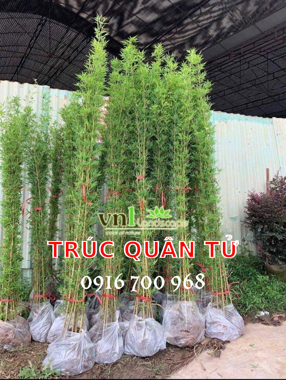 Giá bán cây trúc quân tử Đà Nẵng