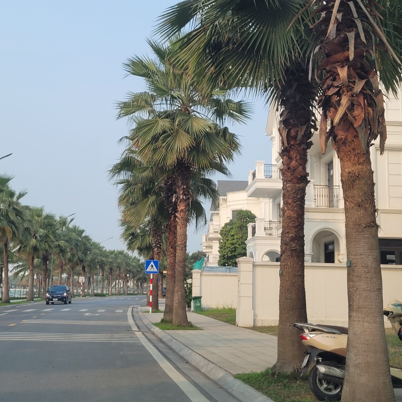 cây cảnh ở Đà Nẵng