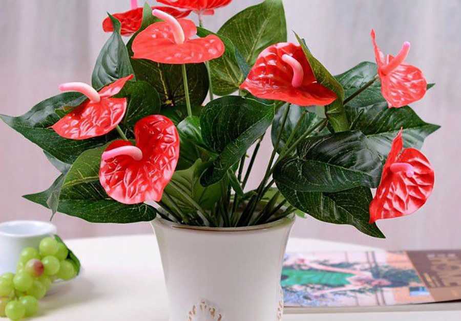 cây để bàn đà nẵng