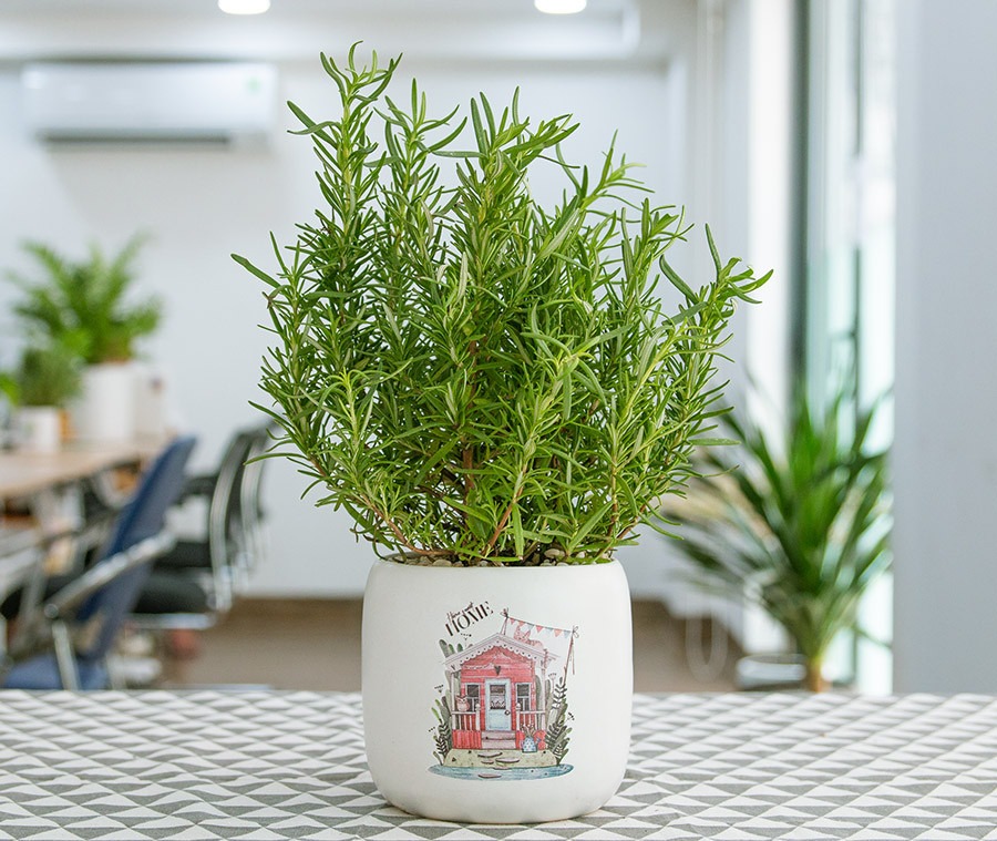 cây để bàn đà nẵng