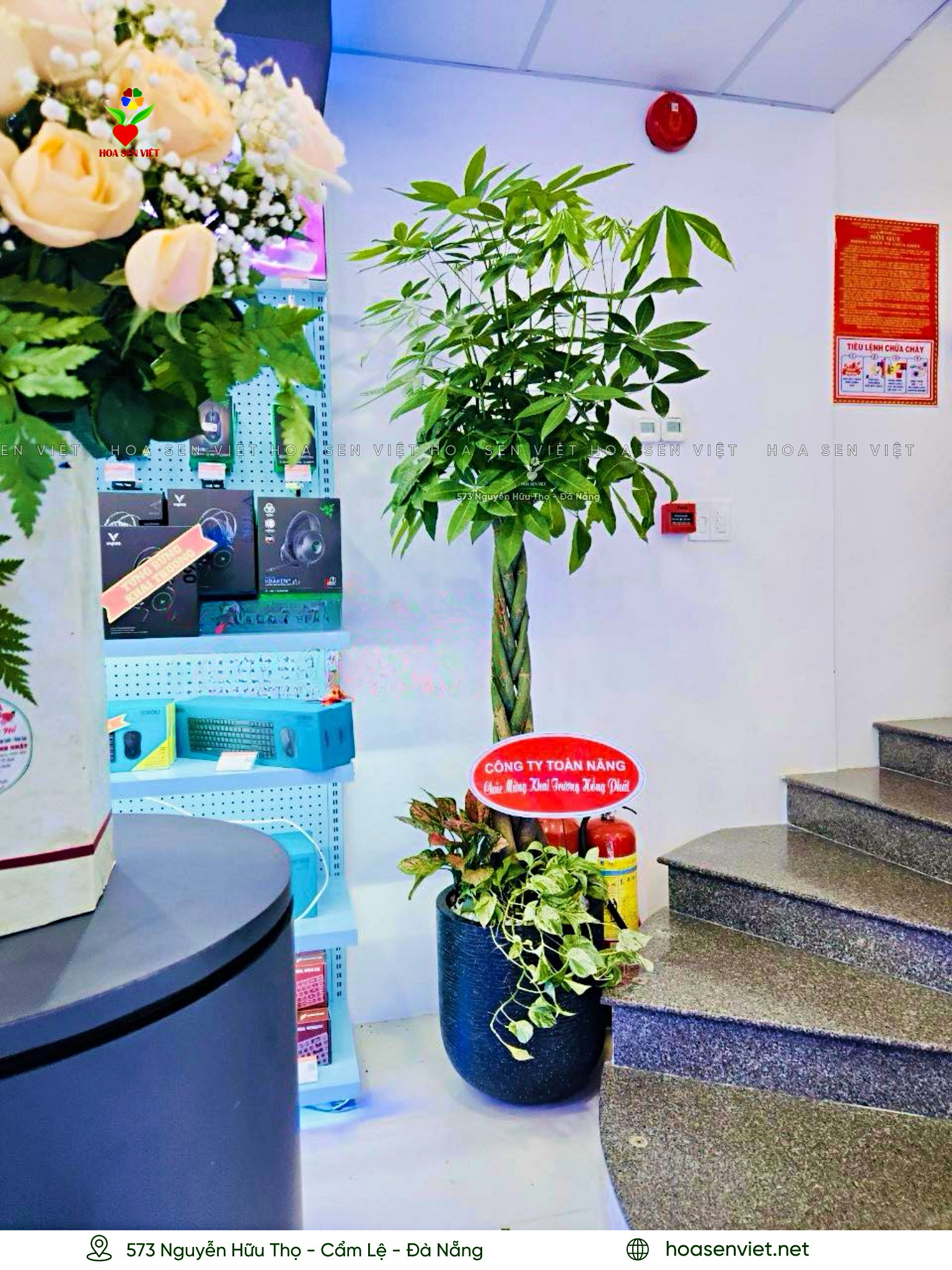 cây khai trương đà nẵng