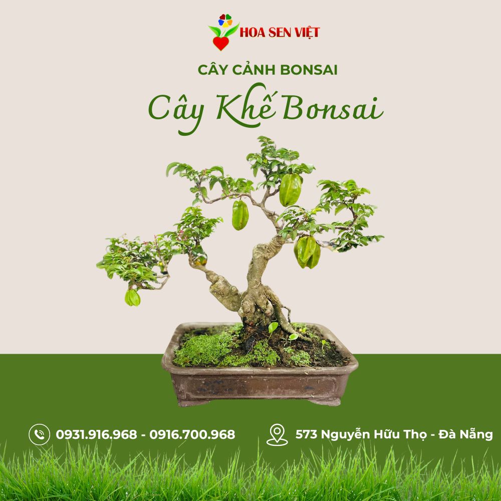 cây cảnh tại đà nẵng