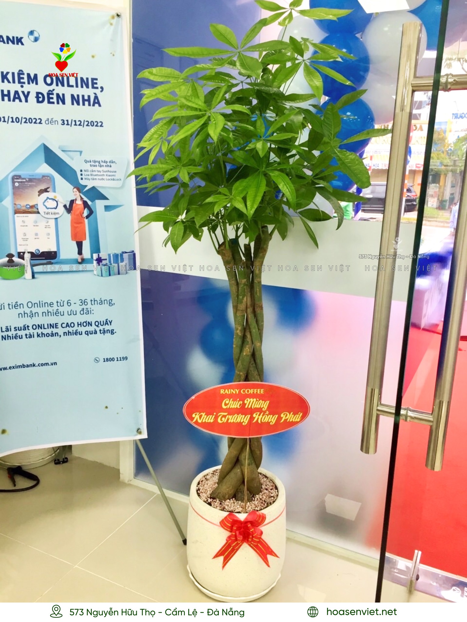 cây cảnh đà nẵng
