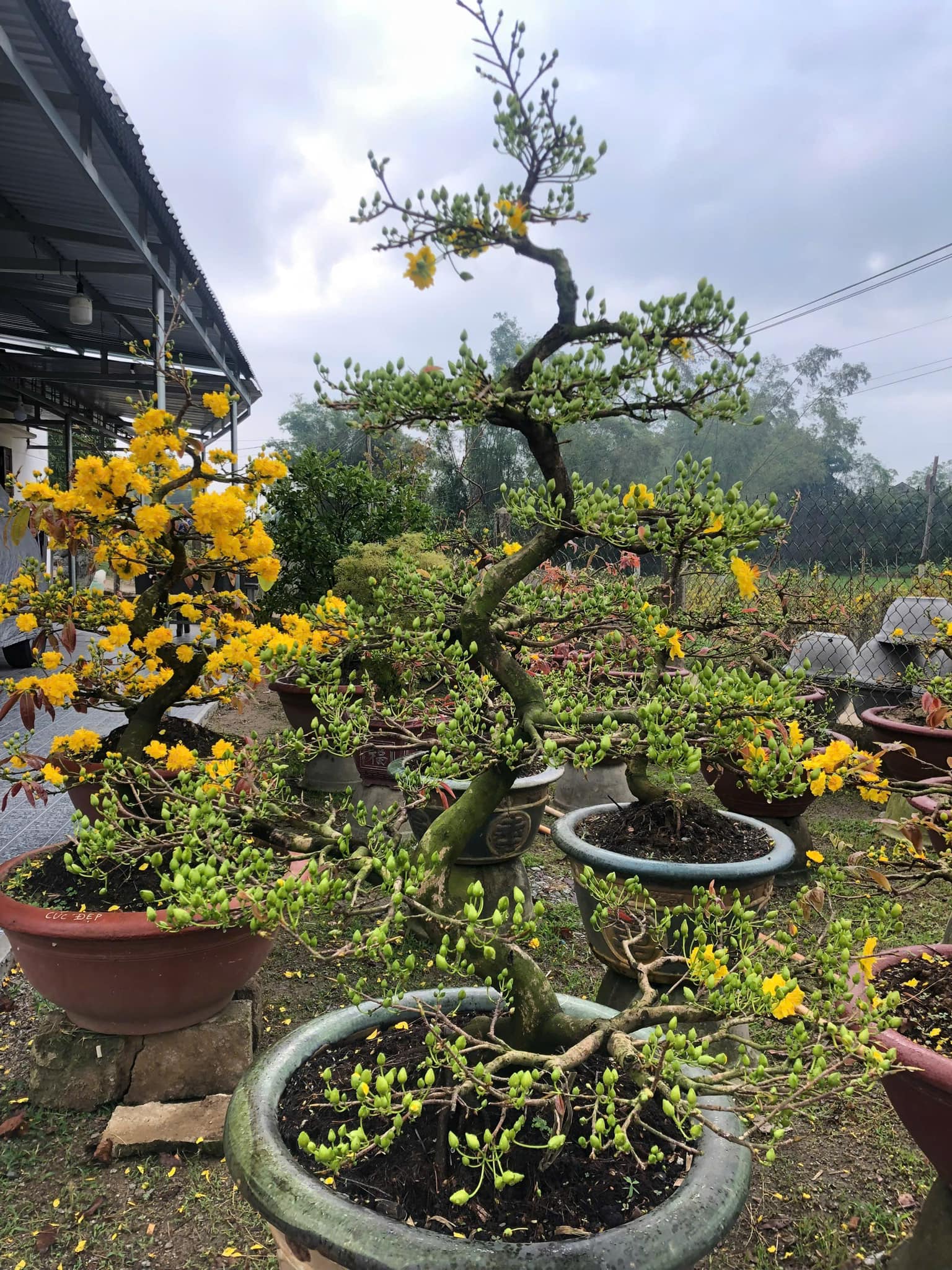 hoa tết đà nẵng
