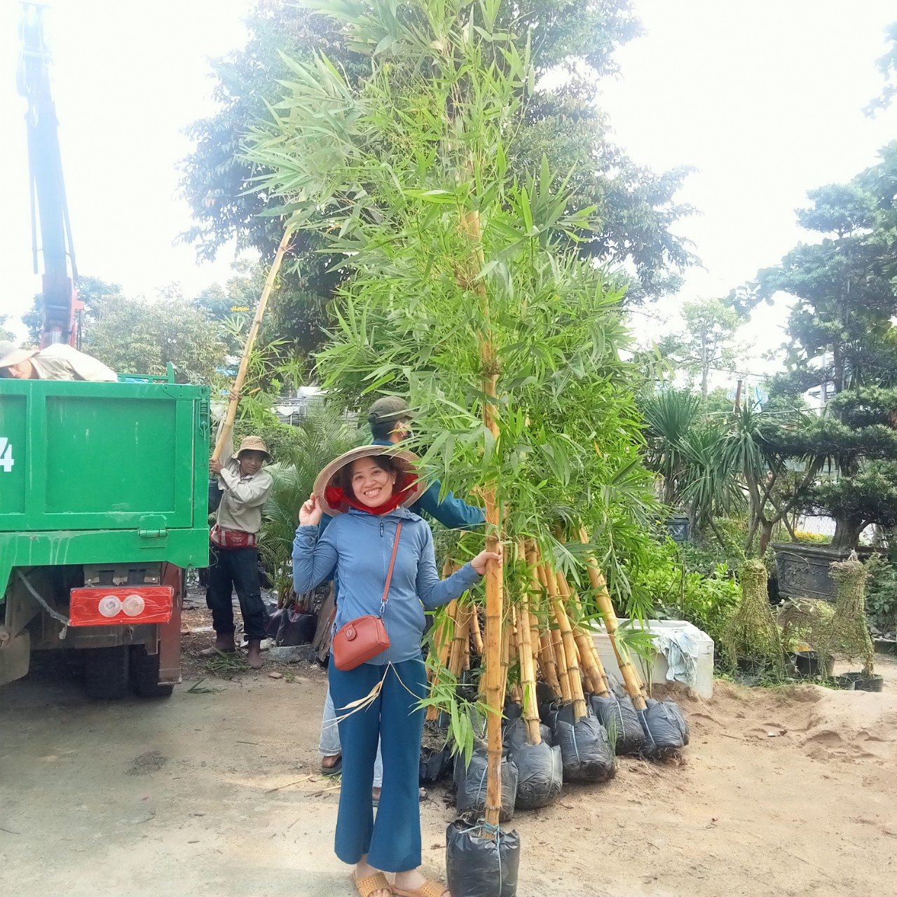 cây tre sọc vàng tại đà nẵng