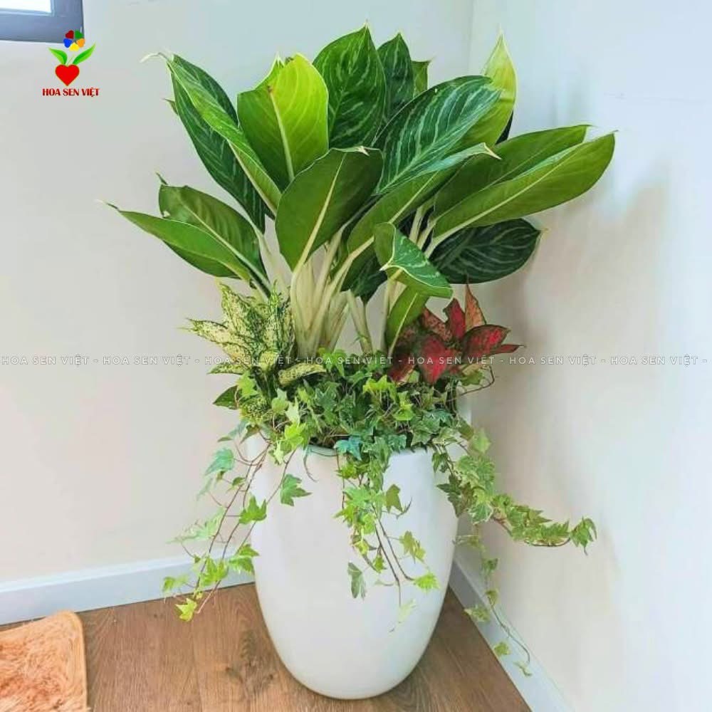 cây cảnh giá rẻ đà nẵng