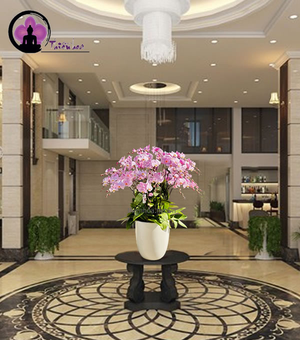 Hoa Tết trang trí sảnh khách sạn sang trọng