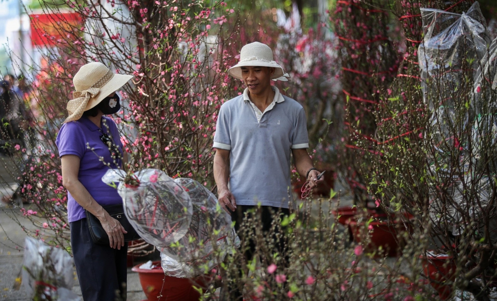hoa tết đà nẵng