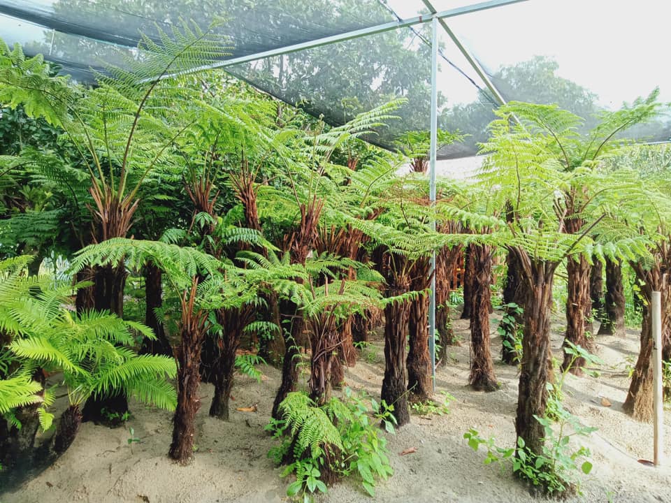 cây cảnh ở Đà Nẵng