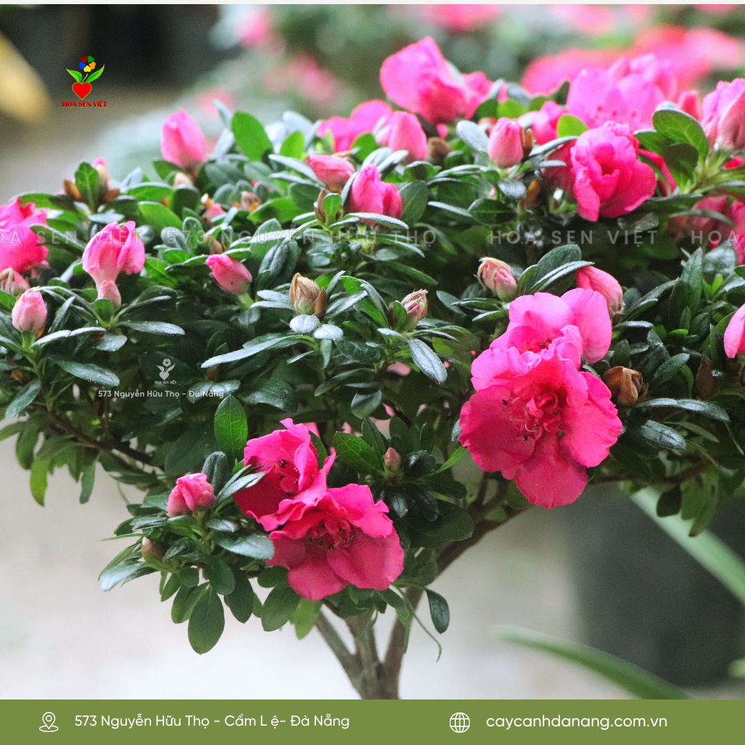 cây cảnh tại đà nẵng