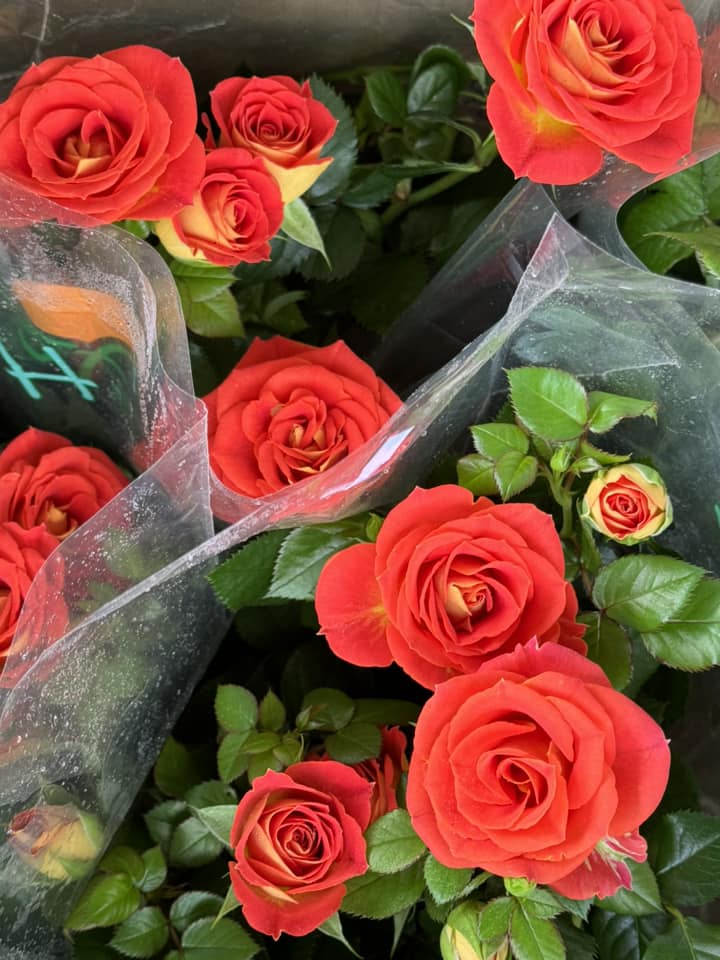 cây cảnh tại đà nẵng