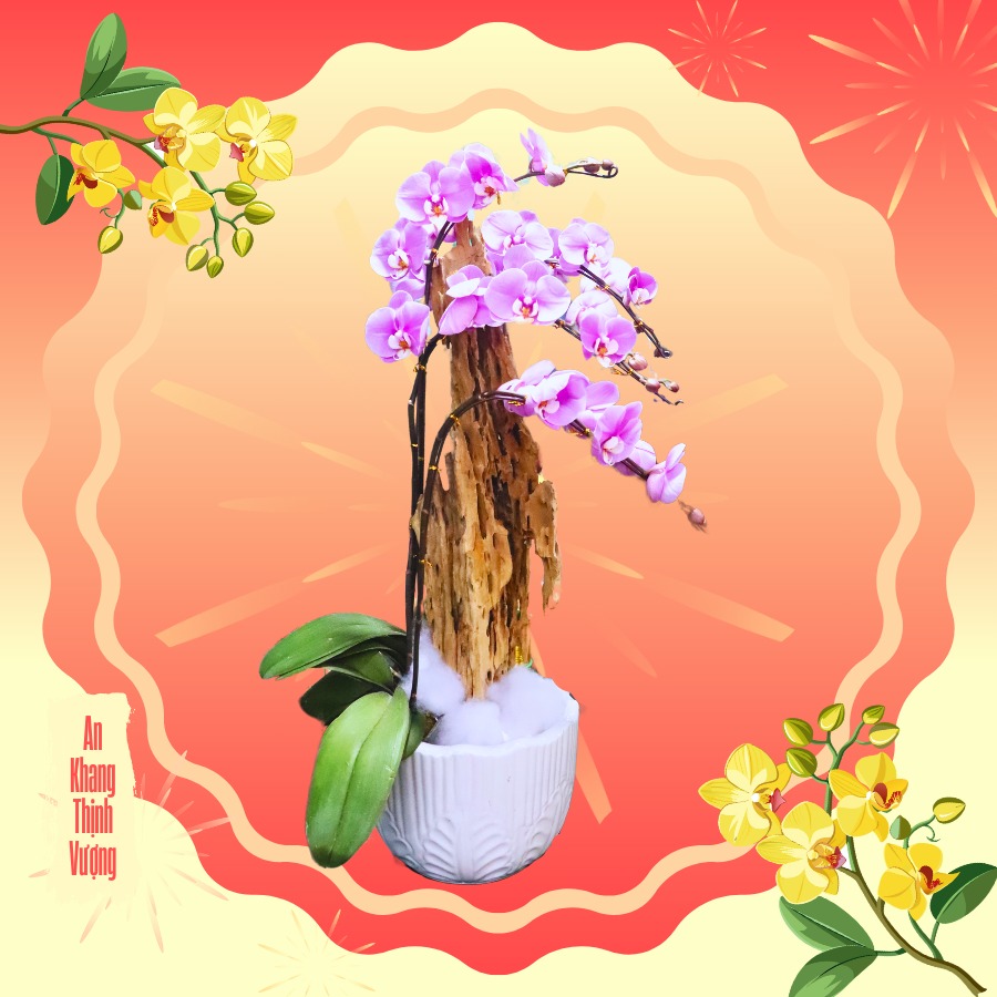 hoa lan tết đà nẵng