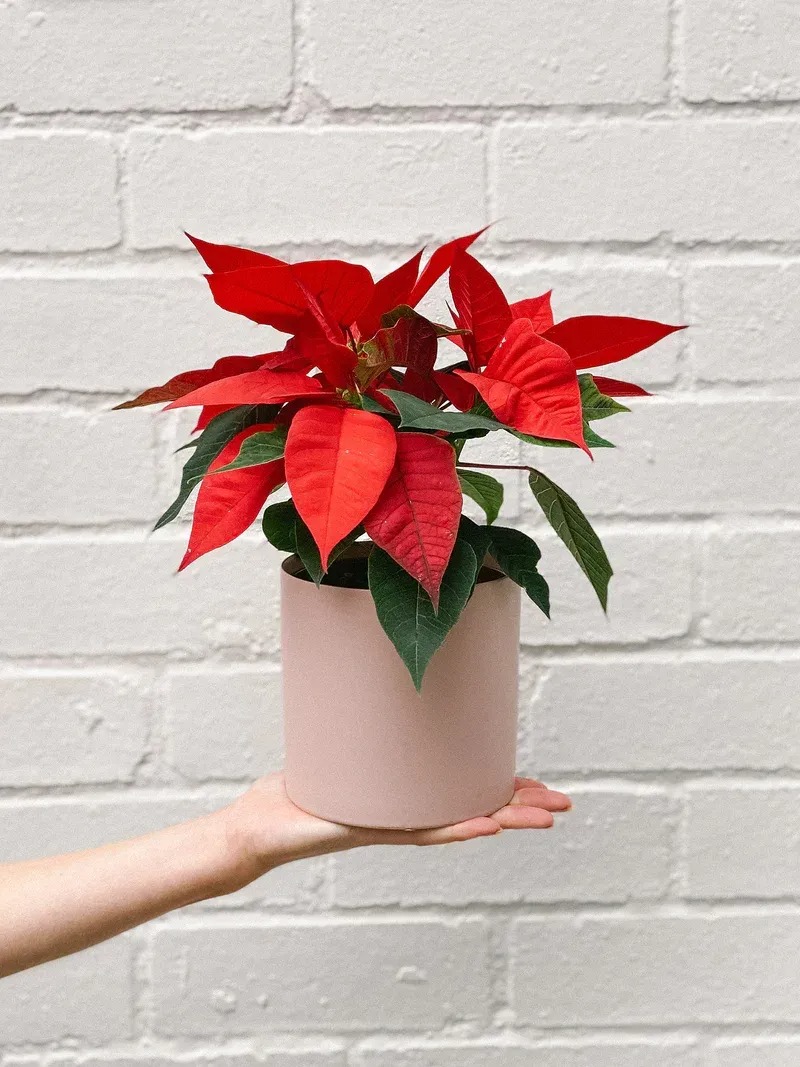 cây để bàn đà nẵng