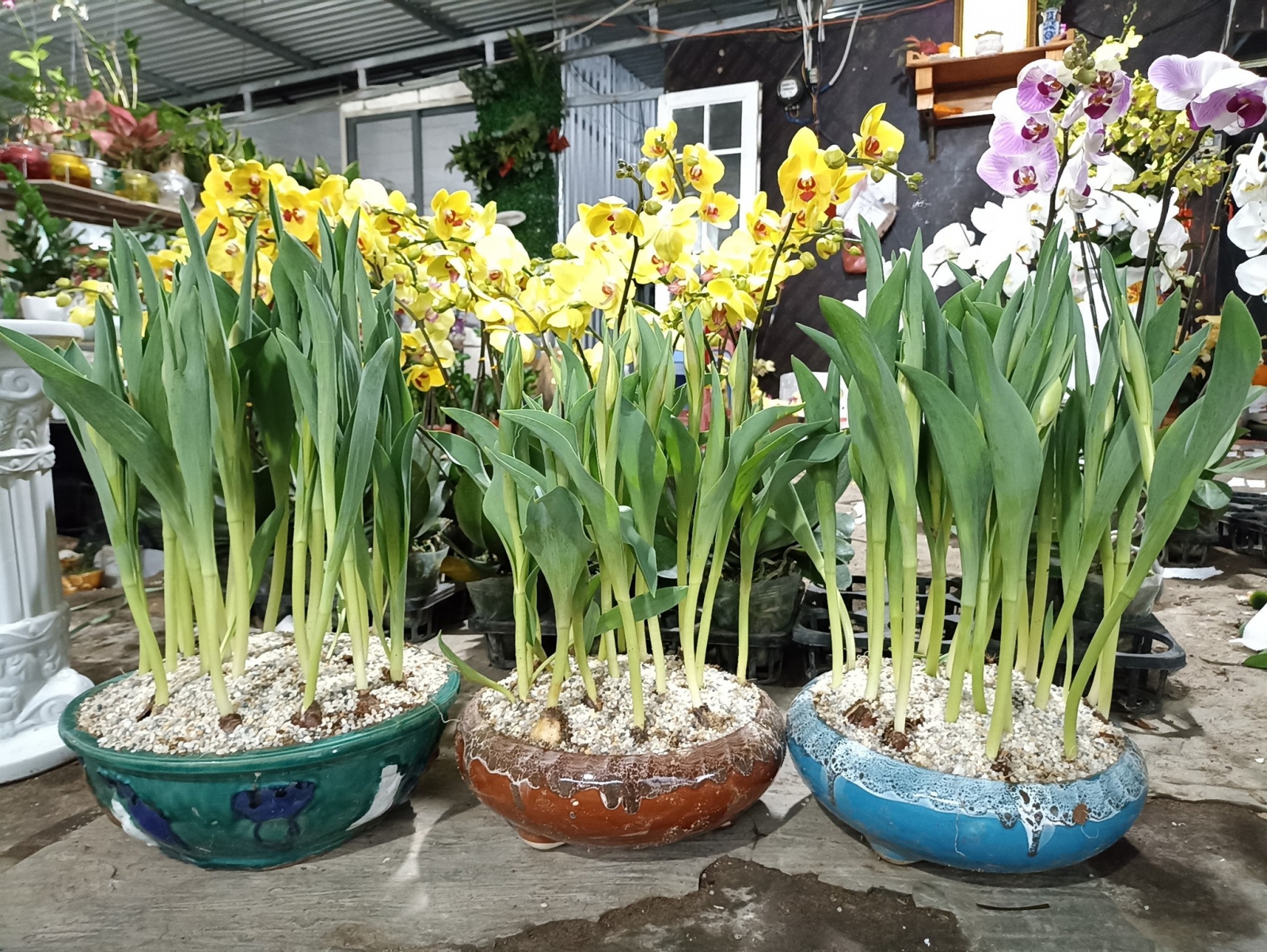 hoa tulip đà nẵng
