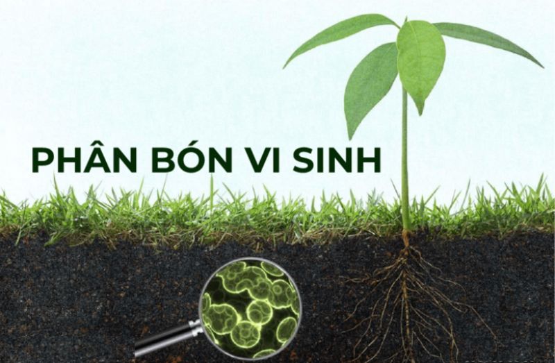 phân bón đà nẵng
