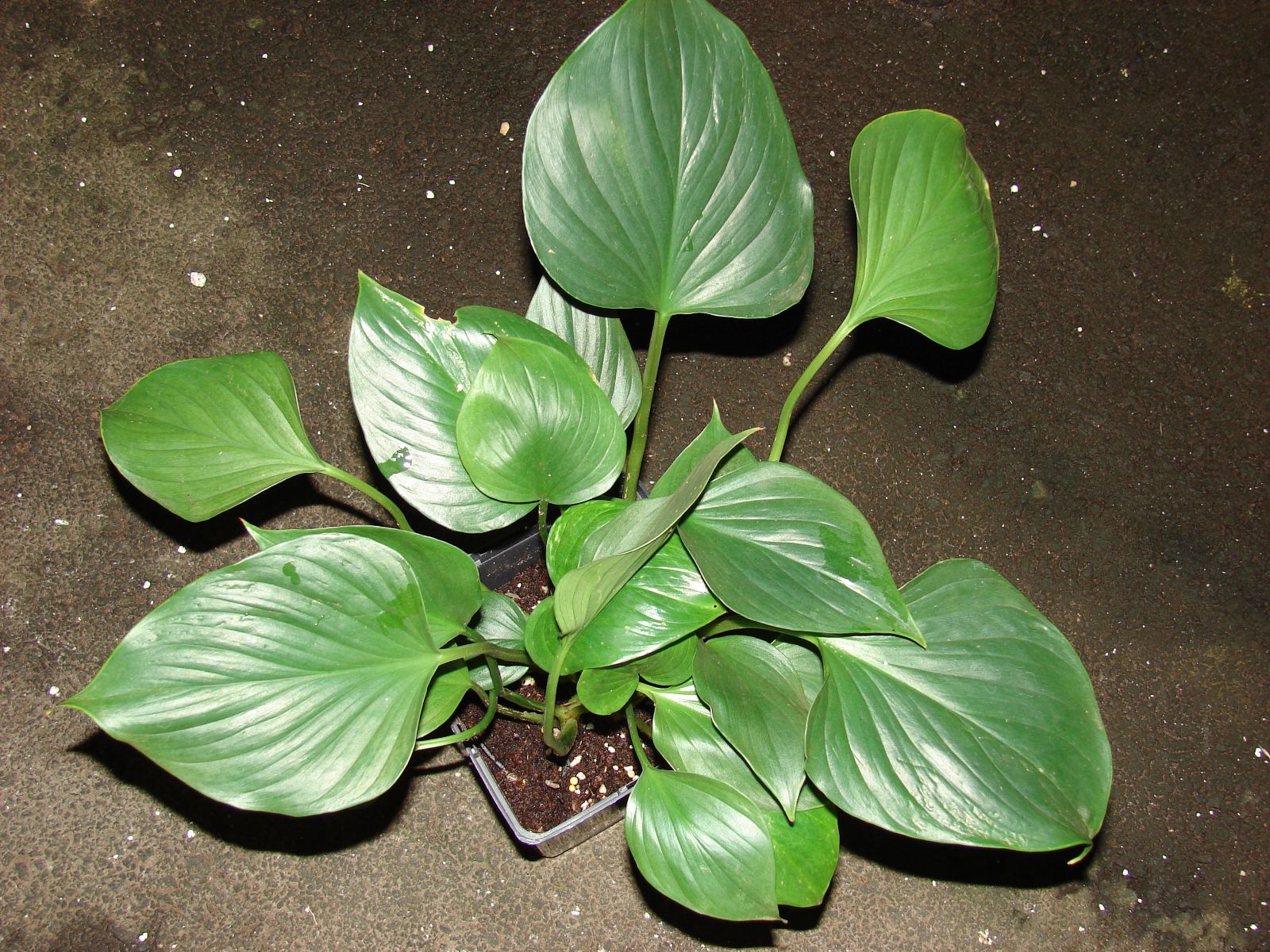 cây cảnh ở Đà Nẵng