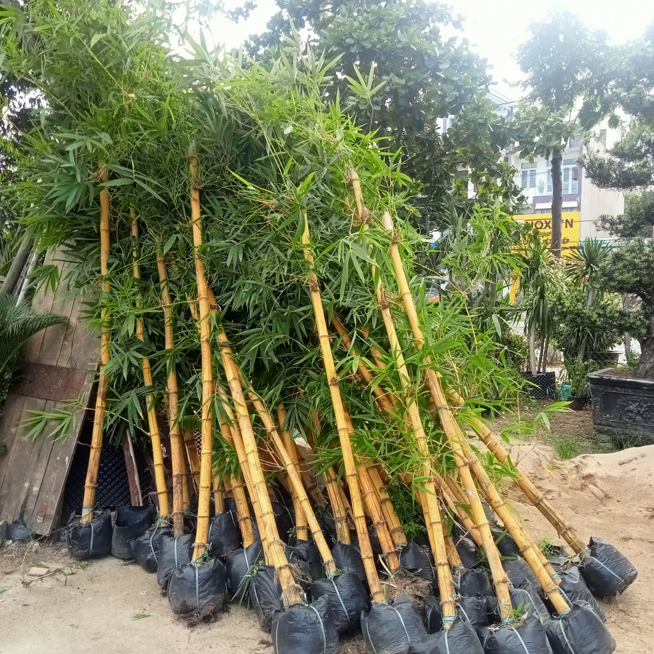 trang trí cây tre vàng sọc đà nẵng