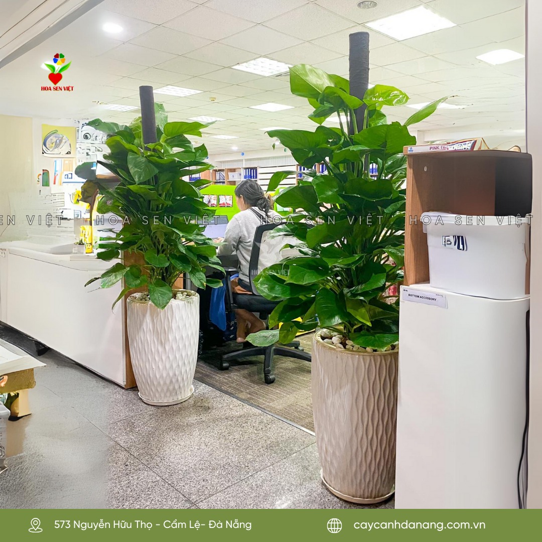 cây cảnh giá rẻ đà nẵng