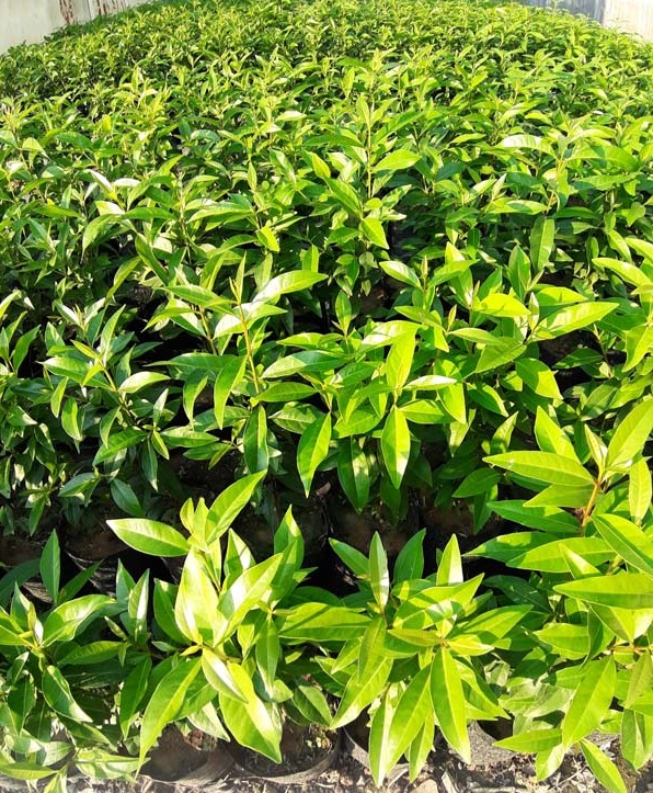 Cây lá vối nhiều công dụng chữa bệnh