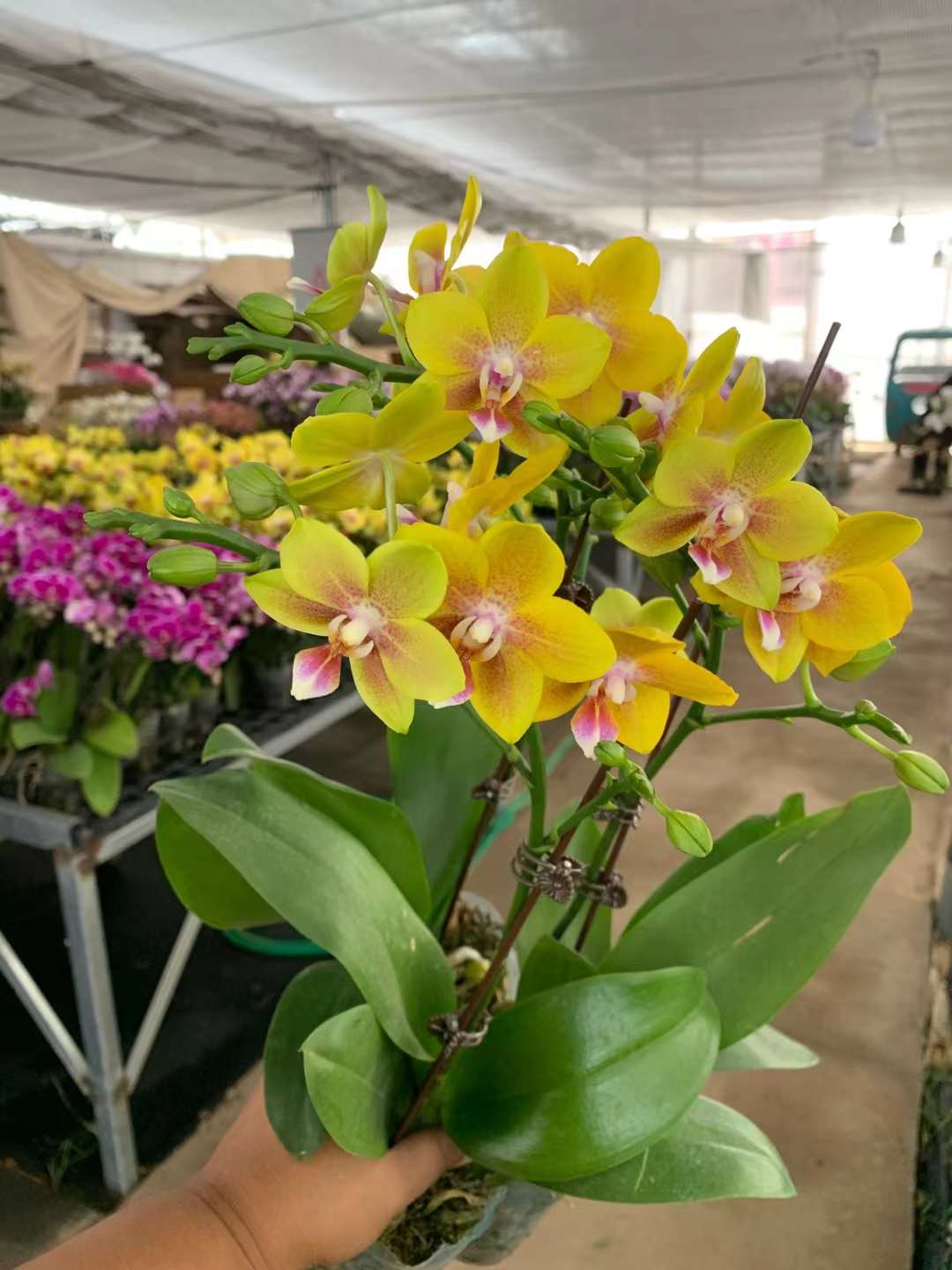 shop lan hồ điệp đà nẵng